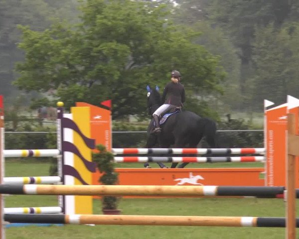 jumper Check-In (German Sport Horse, 2012, from Contract)