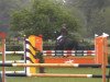 jumper Check-In (German Sport Horse, 2012, from Contract)