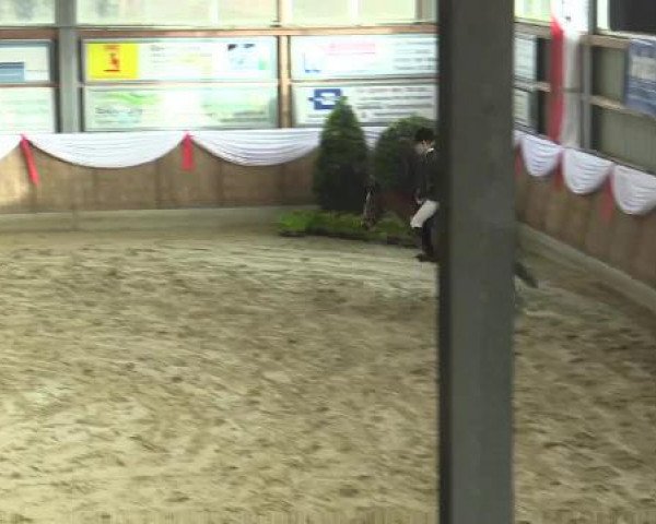 jumper Dadu 2 (German Riding Pony, 1997, from Dark Rex)