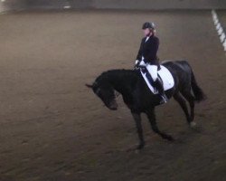 dressage horse Montreux 23 (Hanoverian, 2004, from Montesquieu)