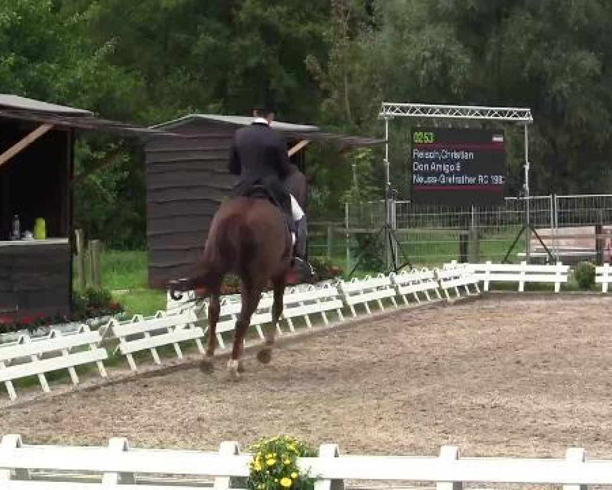 dressage horse Don Amigo 8 (Hanoverian, 2001, from Dacaprio)