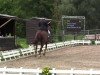 dressage horse Don Amigo 8 (Hanoverian, 2001, from Dacaprio)