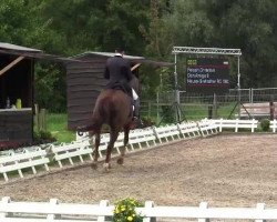 dressage horse Don Amigo 8 (Hanoverian, 2001, from Dacaprio)