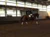 dressage horse Da Capo (Westphalian, 2003, from Don Matcho)