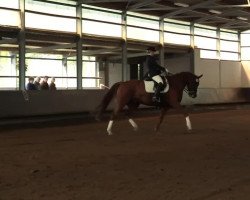 dressage horse Da Capo (Westphalian, 2003, from Don Matcho)