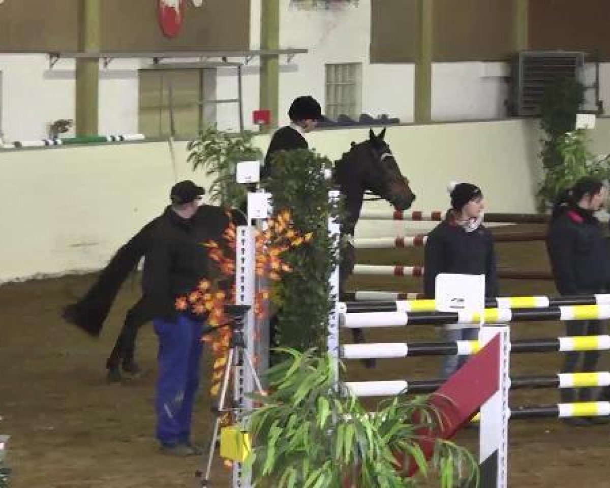 Springpferd Check in 6 (Westfale, 2003, von Con Capitol)