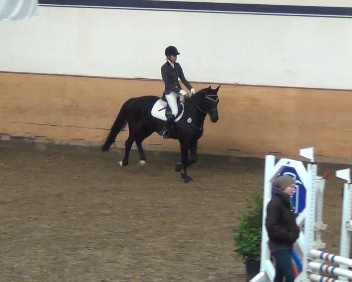 Dressurpferd Speedy 327 (Westfale, 2003, von Show Star)