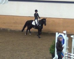 dressage horse Speedy 327 (Westphalian, 2003, from Show Star)