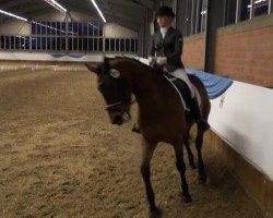 dressage horse Sunshine Lady (Westphalian, 2005, from Santa Cruz)