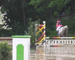 jumper Syrah 8 (German Riding Pony, 2005, from Caspar)