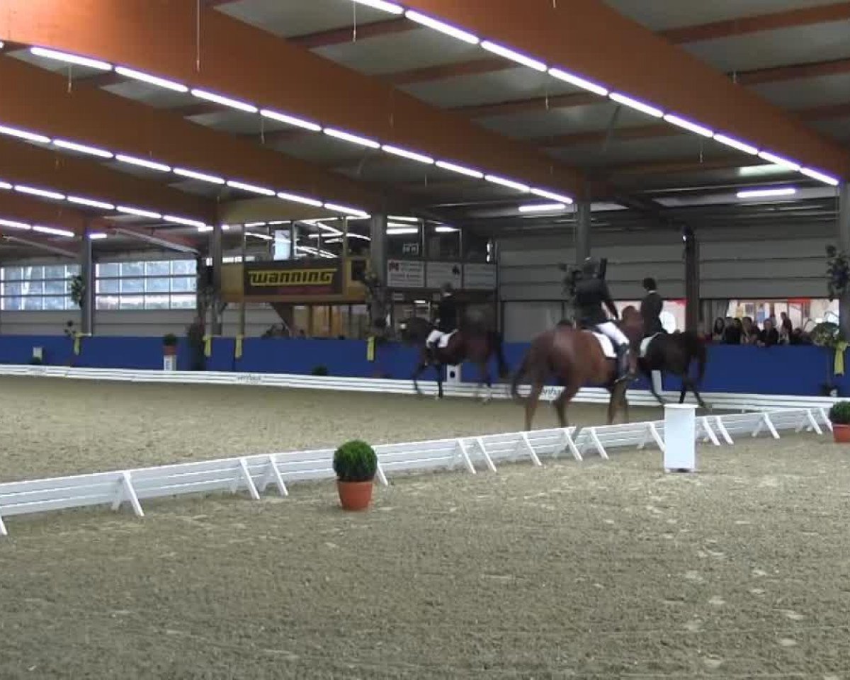 Dressurpferd Atrejou 36 (Kleines deutsches Reitpferd, 2002, von Apollo a.d. Lieth)