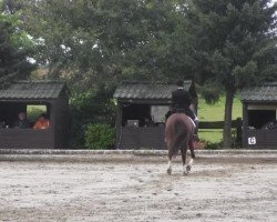 dressage horse Emma 142 (Westphalian, 2004, from Ehrentusch)