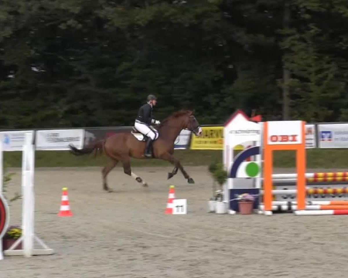 jumper Golden Fire 8 (Hanoverian, 2005)