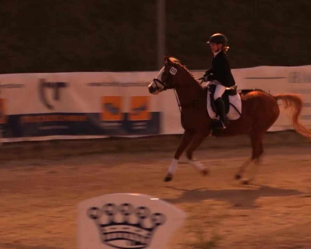 broodmare Neefitiri (German Riding Pony, 1996, from Nantano)