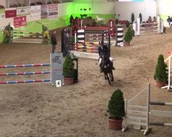 jumper No Mercy 20 (German Riding Pony, 2003, from Nagano)