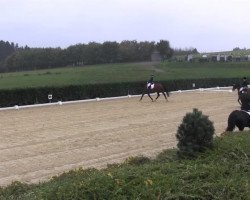 dressage horse Koriander 15 (Nederlands Rijpaarden en Pony, 1999, from King Kadanz)