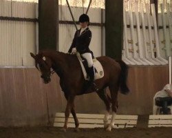 dressage horse Don Pedro 123 (Hanoverian, 2004, from Don Vino)