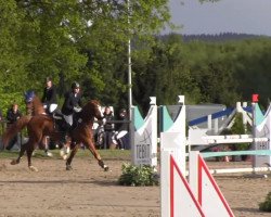 jumper Herzbube 69 (Hanoverian, 2002, from Herzruf)