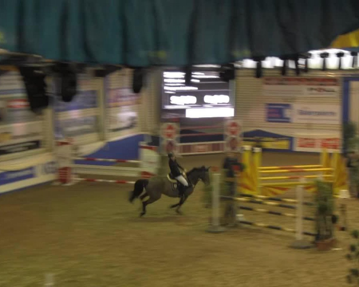 Springpferd Lady Voltaire (Oldenburger, 2002, von Voltaire)