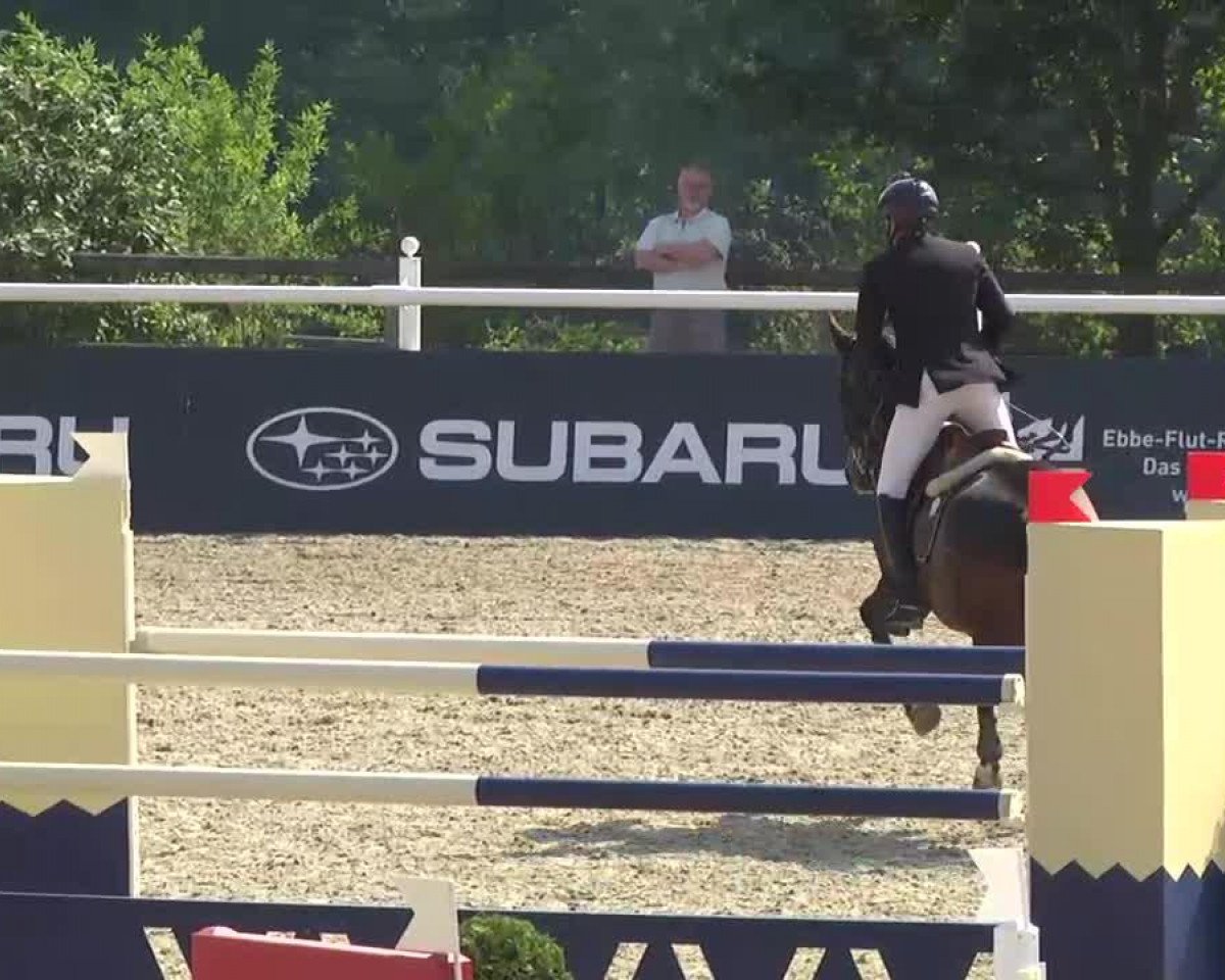 jumper Amazing 16 (KWPN (Royal Dutch Sporthorse), 2003, from Argentinus)