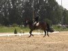 dressage horse First Lady 188 (Hanoverian, 2003, from Fürst Heinrich)