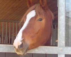 dressage horse Canny Carlotta (Westphalian, 2011, from Camax L)