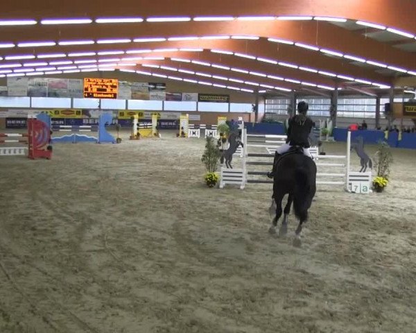 Springpferd La Martina 2 (KWPN (Niederländisches Warmblut), 2004, von Larino)