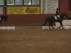 dressage horse Sirius Black 6 (Oldenburg, 2005, from Sunny-Boy)