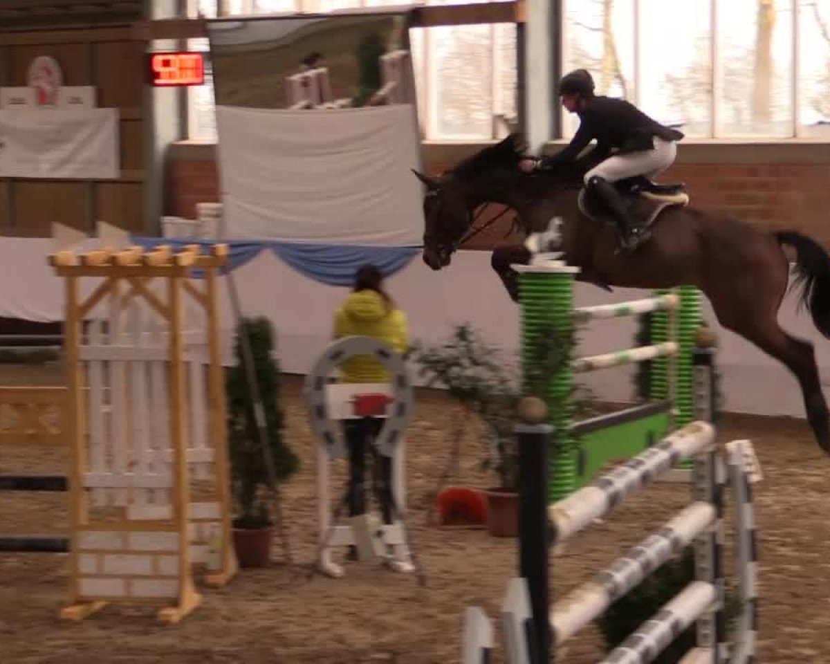 jumper Clitschko (Oldenburg, 2002, from Concetto I)