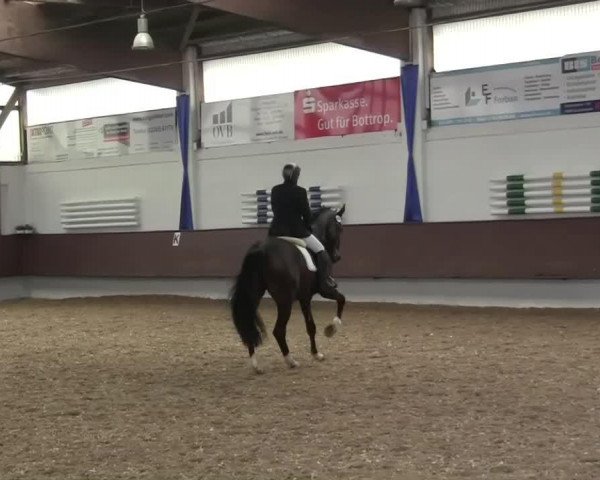 dressage horse Lamondo (Westphalian, 2003, from Laomedon)