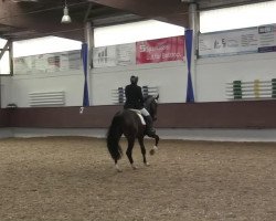 dressage horse Lamondo (Westphalian, 2003, from Laomedon)