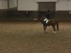 dressage horse Di Caprio 2 (Westphalian, 1994, from Dressman)