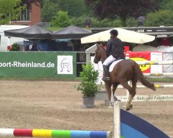 horse Beluno (German Warmblood, 1991, from Unbekannt)