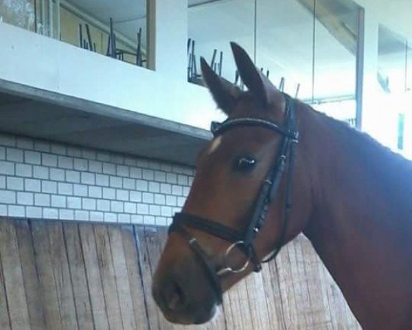 dressage horse Coqueta (Cruzado-Espanol, 2012)