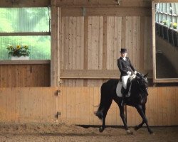 dressage horse Don Ramon 5 (Westphalian, 2000, from Don Bedo I)