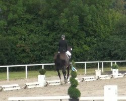 dressage horse Sherona 2 (Westphalian, 2002, from Show Star)