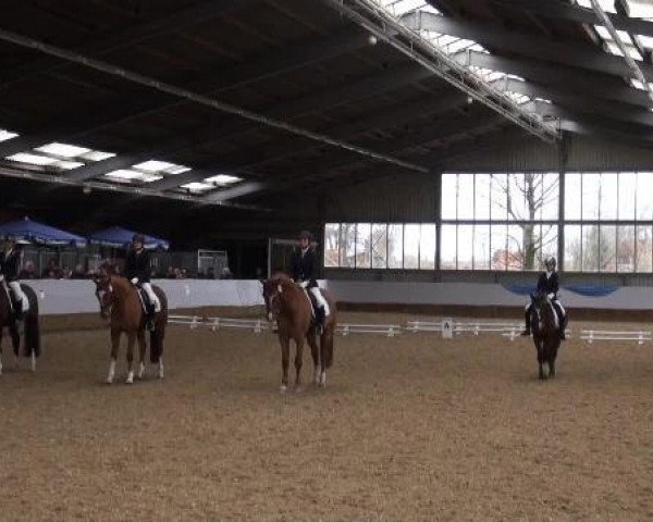 dressage horse Trejolie (German Riding Pony, 2000, from Top Pepino)