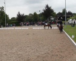 dressage horse Feudralys (Westphalian, 2003, from Feuerglanz)