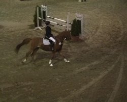 dressage horse Salomo 14 (Welsh, 1994, from Jacobspeel's Rocky)