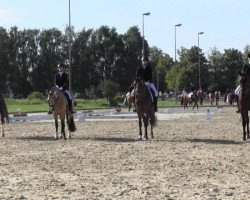 dressage horse Monty 61 (Westphalian, 1993, from Mon Chèri)