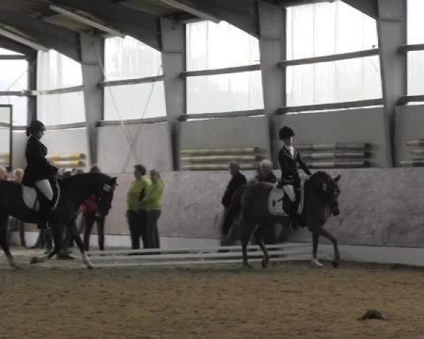 dressage horse No Jumper (German Riding Pony, 1995, from Nils)