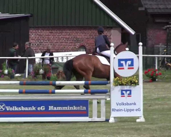 jumper Ramino 66 (Trakehner, 1997, from Tanzmeister I)