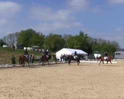 dressage horse Action Lady (Oldenburger Springpferd, 2009, from Sir Shutterfly)