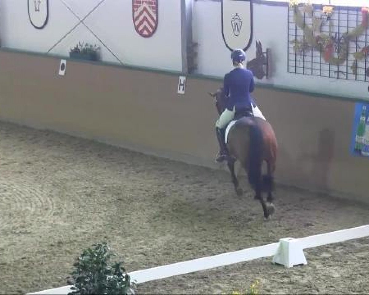 broodmare Wolke 286 (Hanoverian, 2001, from Weltmeyer)