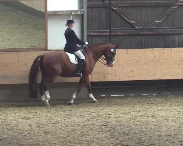 dressage horse Da Vinci (Austrian Warmblood, 1999, from De Niro)