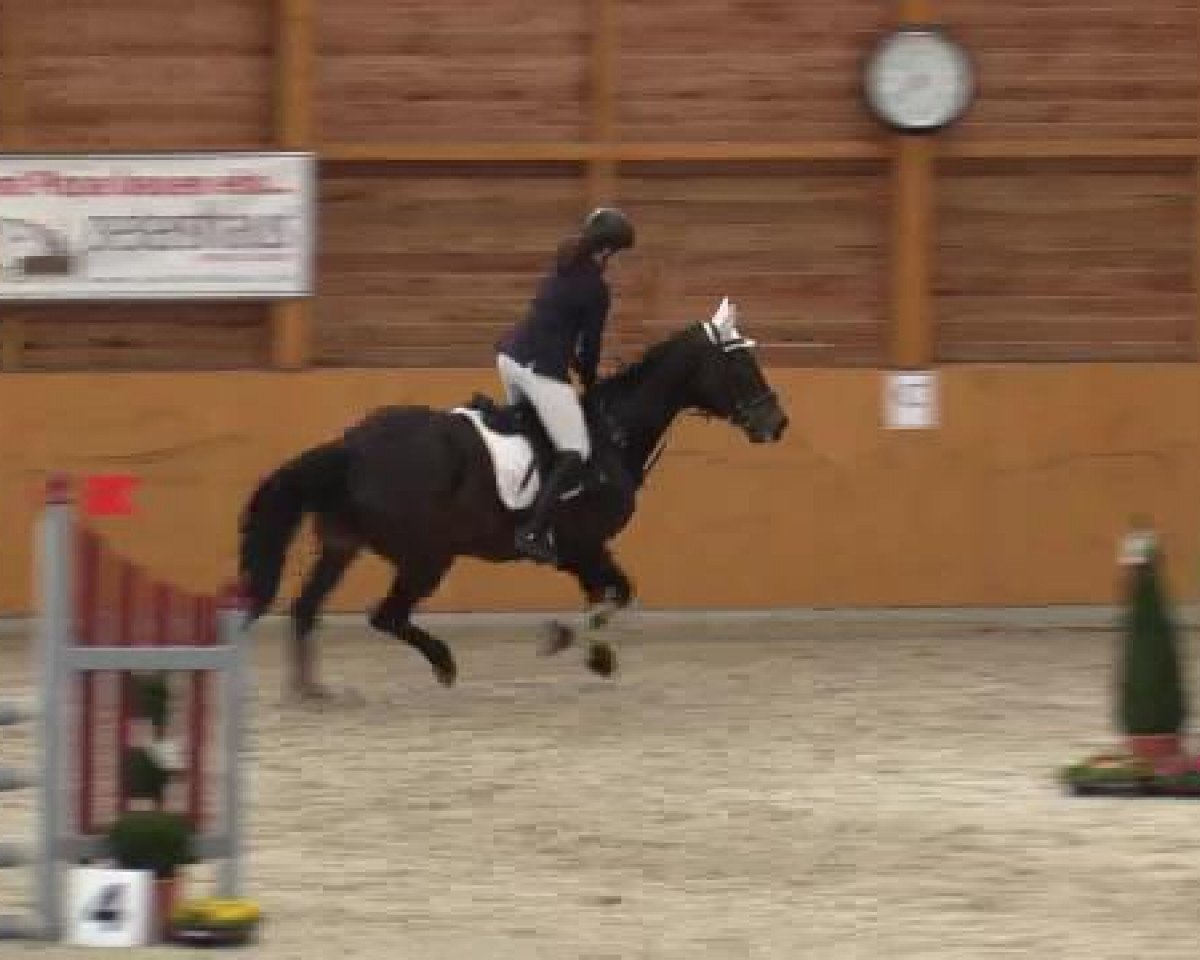 jumper Monet mon Amour (Polish Warmblood, 1986, from Malachit)