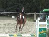 dressage horse Peppino (unknown,  )