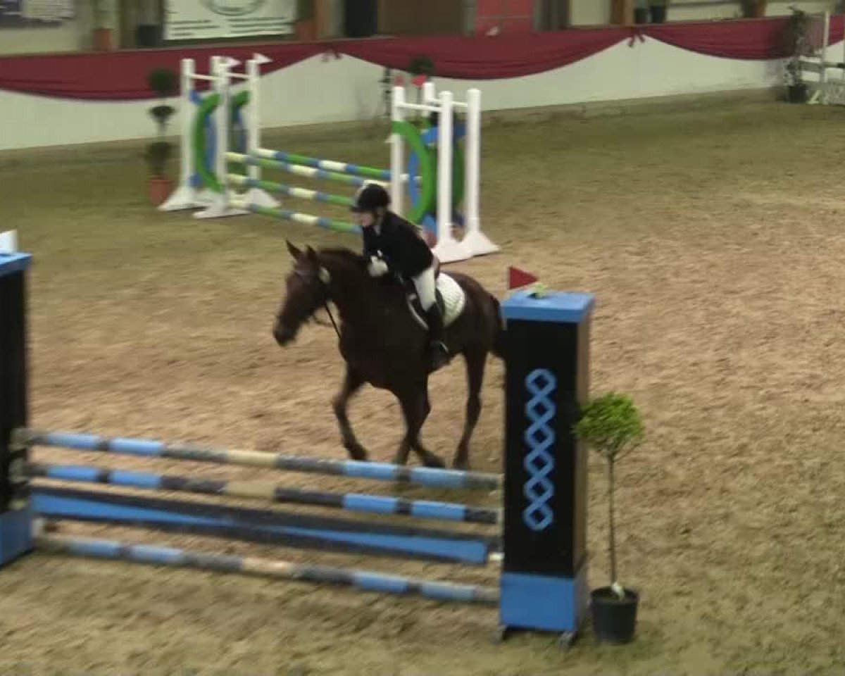 dressage horse Bobby (unknown, 2022)