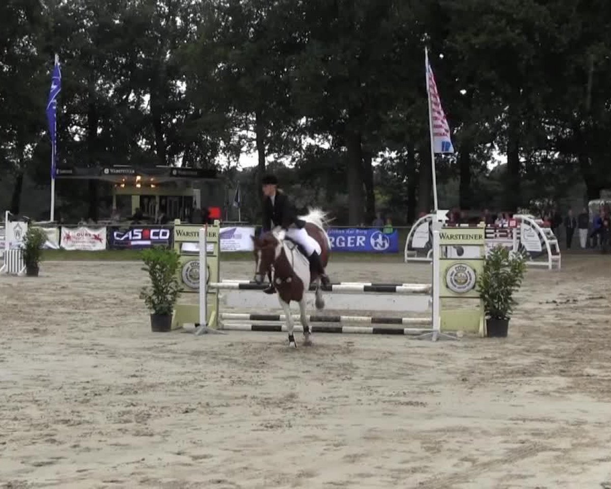 Dressurpferd Djego 18 (Pinto/Kleines Reitpferd, 2000, von Dimension)