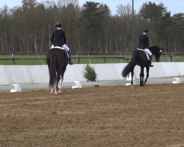Reitturnier Bremervörde/Reitsportzentrum 2021